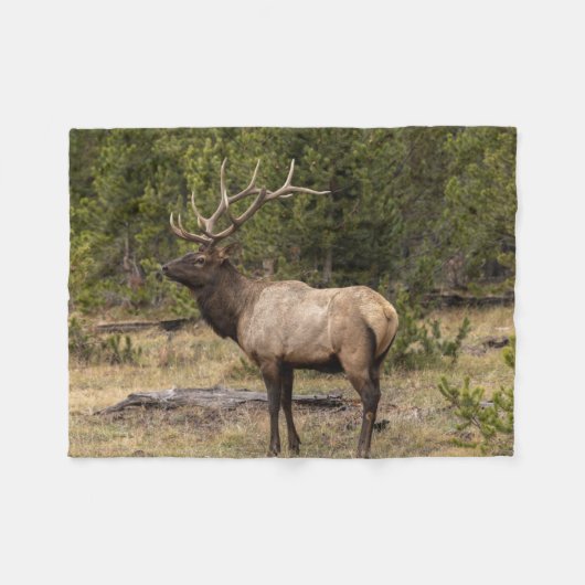 Bull Elk Yellowstone National Park Wyoming Fleece Deken (Voorkant (Horizontaal))