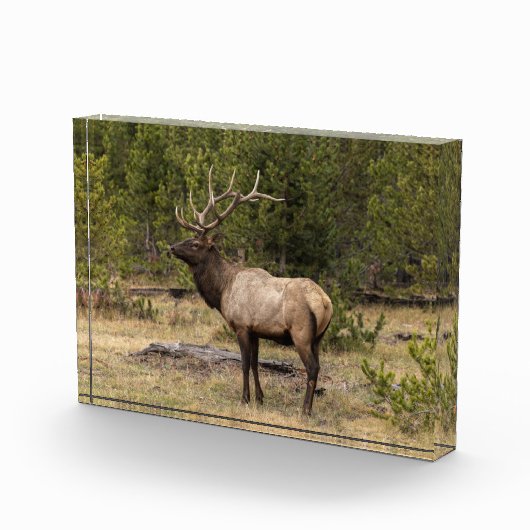 Bull Elk Yellowstone National Park Wyoming Fotoblokken (Rechts)