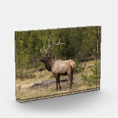 Bull Elk Yellowstone National Park Wyoming Fotoblokken (Links)