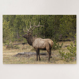 Bull Elk Yellowstone National Park Wyoming Legpuzzel