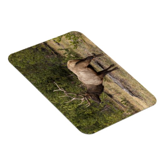 Bull Elk Yellowstone National Park Wyoming Magneet (Rechterzijde)