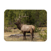 Bull Elk Yellowstone National Park Wyoming Magneet (Horizontaal)