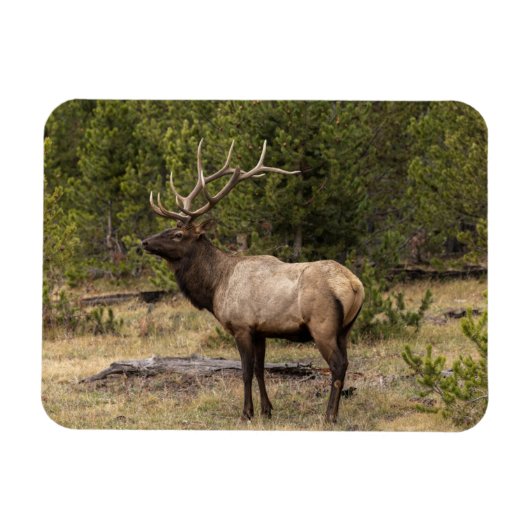 Bull Elk Yellowstone National Park Wyoming Magneet (Horizontaal)