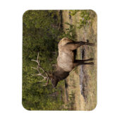 Bull Elk Yellowstone National Park Wyoming Magneet (Verticaal)