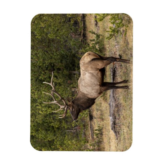 Bull Elk Yellowstone National Park Wyoming Magneet (Verticaal)