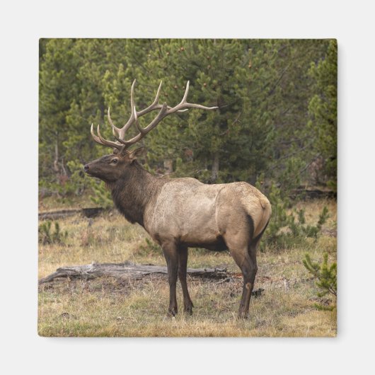 Bull Elk Yellowstone National Park Wyoming Magneet (Voorkant)
