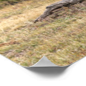 Bull Elk Yellowstone National Park Wyoming Poster (Hoek)