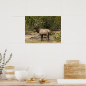 Bull Elk Yellowstone National Park Wyoming Poster (Keuken)