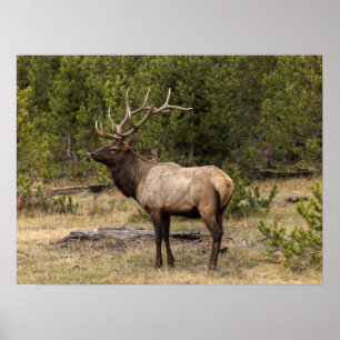 Bull Elk Yellowstone National Park Wyoming Poster