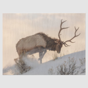 Bull Elk zoekt voedsel onder de sneeuw Tissuepapier
