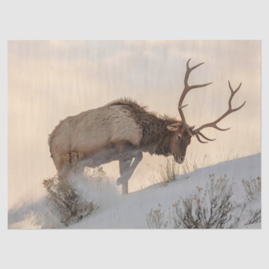 Bull Elk zoekt voedsel onder de sneeuw Tissuepapier (Voorkant)