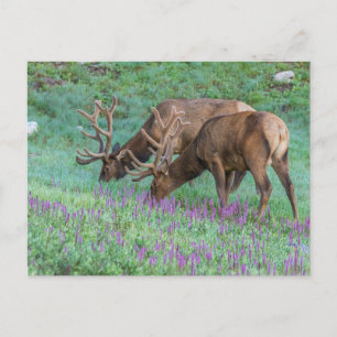 Bull Elks Rocky Mountain National Park, Colorado Briefkaart