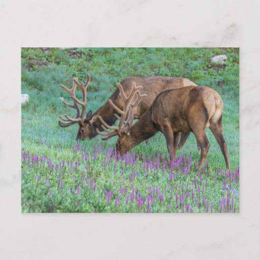 Bull Elks Rocky Mountain National Park, Colorado Briefkaart (Voorkant)