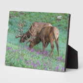 Bull Elks Rocky Mountain National Park, Colorado Fotoplaat (Zijkant)