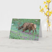 Bull Elks Rocky Mountain National Park, Colorado Kaart (Gele Bloem)