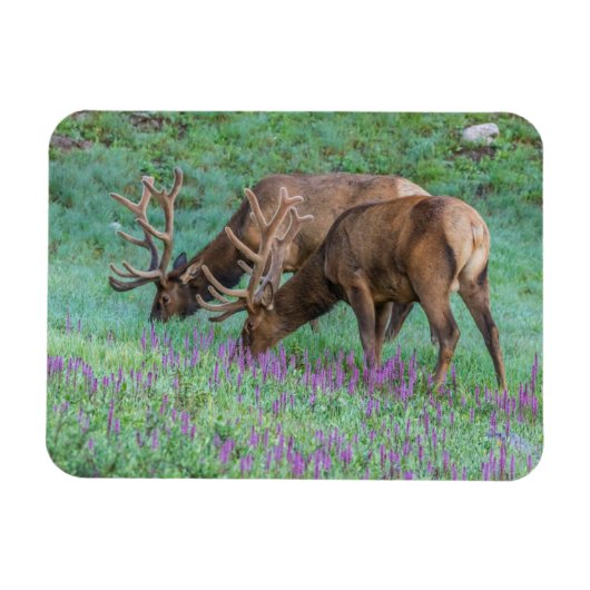 Bull Elks Rocky Mountain National Park, Colorado Magneet (Horizontaal)