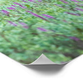 Bull Elks Rocky Mountain National Park, Colorado Poster (Hoek)