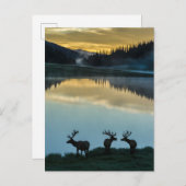 Bull Elks Silhouetted Poudre Lake Sunrise Briefkaart (Voorkant / Achterkant)