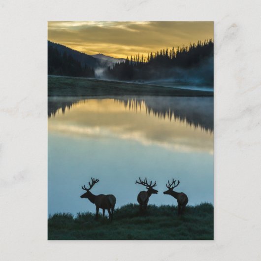 Bull Elks Silhouetted Poudre Lake Sunrise Briefkaart (Voorkant)