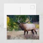 Bull en Aspen Trees | Nationaal park Rocky Mountai Briefkaart (Voorkant / Achterkant)