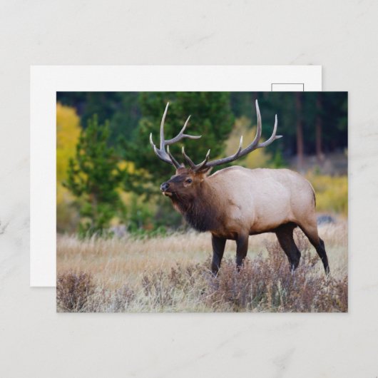 Bull en Aspen Trees | Nationaal park Rocky Mountai Briefkaart (Voorkant / Achterkant)