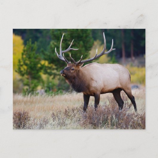 Bull en Aspen Trees | Nationaal park Rocky Mountai Briefkaart (Voorkant)