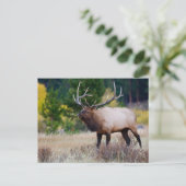 Bull en Aspen Trees | Nationaal park Rocky Mountai Briefkaart (Staand voorkant)