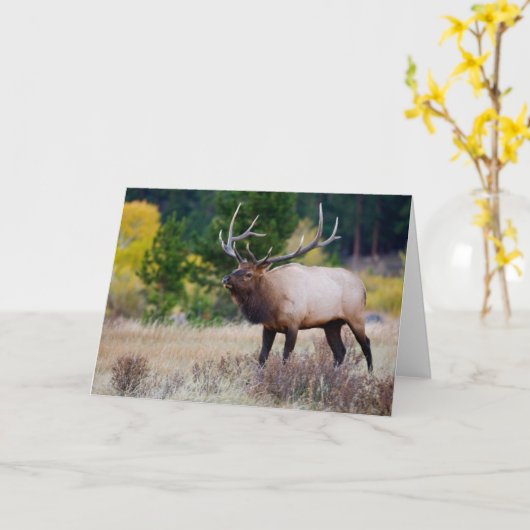 Bull en Aspen Trees | Nationaal park Rocky Mountai Kaart (Gele Bloem)