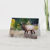 Bull en Aspen Trees | Nationaal park Rocky Mountai Kaart (Voorkant)