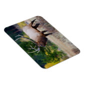 Bull en Aspen Trees | Nationaal park Rocky Mountai Magneet (Rechterzijde)