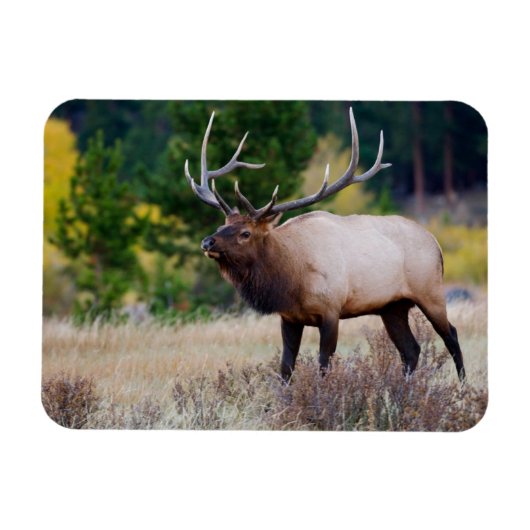 Bull en Aspen Trees | Nationaal park Rocky Mountai Magneet (Horizontaal)
