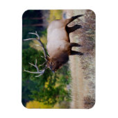 Bull en Aspen Trees | Nationaal park Rocky Mountai Magneet (Verticaal)