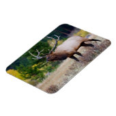 Bull en Aspen Trees | Nationaal park Rocky Mountai Magneet (Linkerzijde)