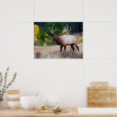 Bull en Aspen Trees | Nationaal park Rocky Mountai Poster (Keuken)