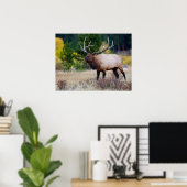 Bull en Aspen Trees | Nationaal park Rocky Mountai Poster (Thuiskantoor)