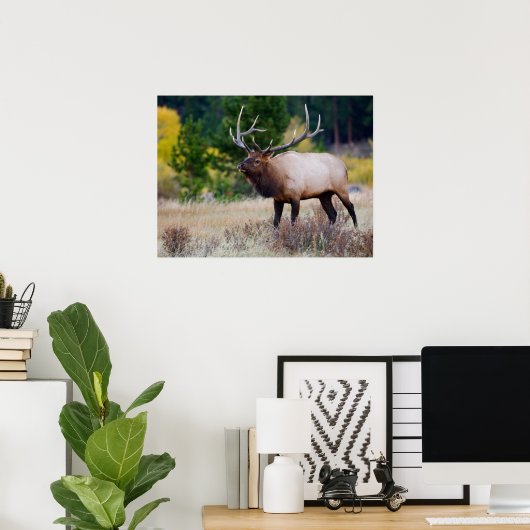 Bull en Aspen Trees | Nationaal park Rocky Mountai Poster (Thuiskantoor)