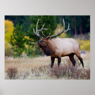 Bull en Aspen Trees   Nationaal park Rocky Mountai Poster