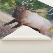 Bull en Aspen Trees | Nationaal park Rocky Mountai Sherpa Deken (3/4)