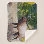 Bull en Aspen Trees | Nationaal park Rocky Mountai Sherpa Deken (Voorkant)