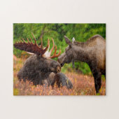 Bull en Koe Moose Alaska. Legpuzzel (Horizontaal)