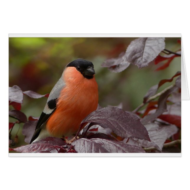 Bull Finch (Voorkant Horizontaal)