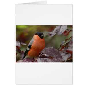 Bull Finch