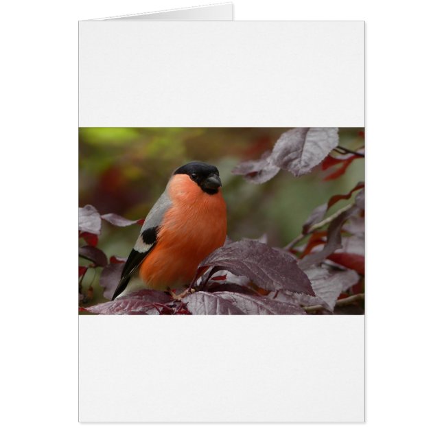 Bull Finch (Voorkant)