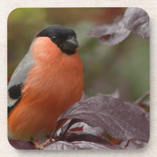 Bull Finch Bier Onderzetter