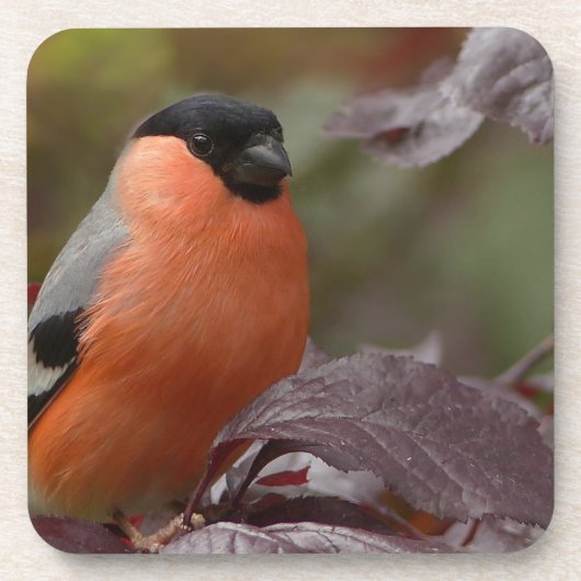 Bull Finch Bier Onderzetter (Voorkant)