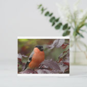 Bull Finch Briefkaart (Staand voorkant)