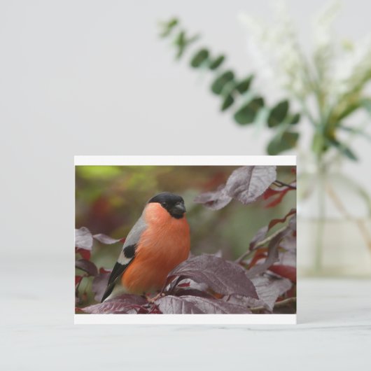 Bull Finch Briefkaart (Staand voorkant)