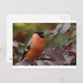 Bull Finch Briefkaart (Voorkant / Achterkant)