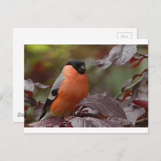 Bull Finch Briefkaart (Voorkant / Achterkant)
