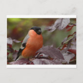 Bull Finch Briefkaart (Voorkant)